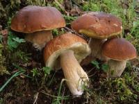 Corso propedeutico alla raccolta e al consumo dei funghi